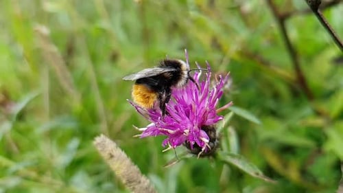 Ralenti, gros plan, abeille humide, séchant et tenant une fleur de chardon violet