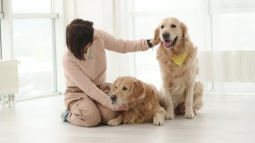 Woman Petting Golden Retrievers on the Floor