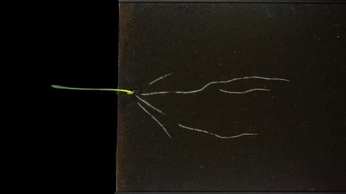 Time lapse of wheat germinating and growing in rhizobox