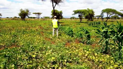 Rural agricultural farms in Kenya. Drone pilot land survey. Smart Agriculture technology.