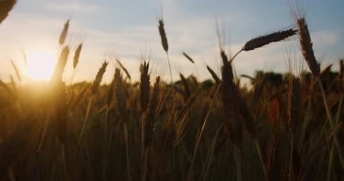 Nahaufnahme der Sonne, die beim Sonnenuntergang durch die goldenen Weizenohren scheint