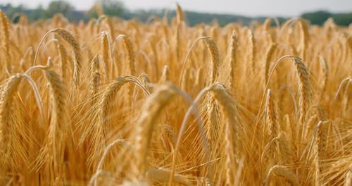 Closeup Macro Golden Wheat Field Under Blue Cloudy Sky Countryside Summer Agricultural Scene