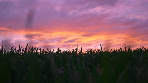 Wunderschöner Sonnenuntergang mit orangefarbenen und lila Wolken mit nassem Gras im Vordergrund
