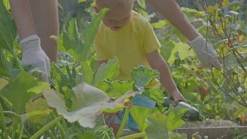 Three Year Old Boy And His Mother Picking Courgettes In The Vegetable Garden 1