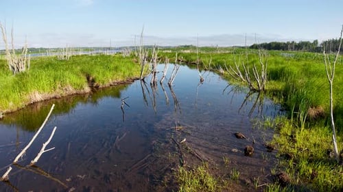 Aerial drone footage of a wetland marsh with calm reflective water, green grasses, and scattered