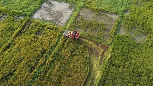 Drones fly over workers producing rice straw after harvest season in large rice fields, farmer's