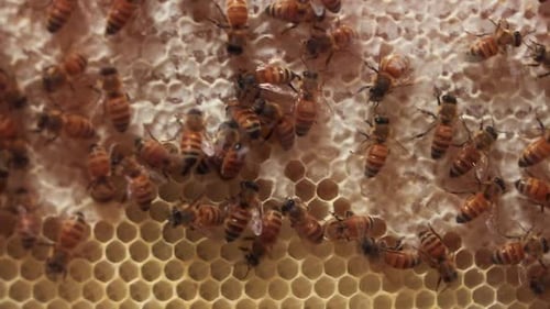 Honey bees working in hive, honey comb farming.
