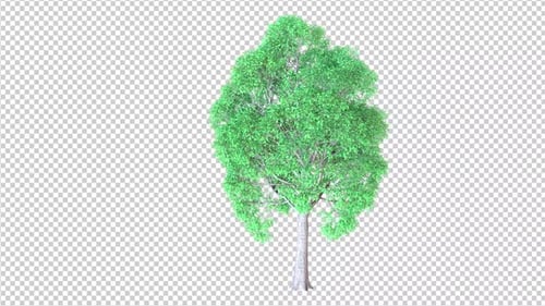 Mangrove Tree Transparent Background