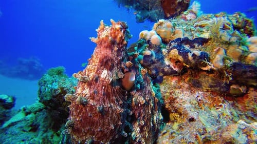 Tropical Underwater Octopus