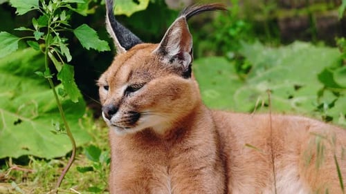 Karakal sitzt im Gras mit halb geschlossenen Ohren und schwarzen Büscheln an der Spitze