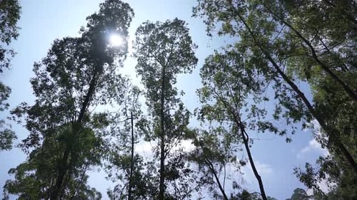 beautiful mountain natural scenery hilly nature panorama, with forest of tall green trees and green