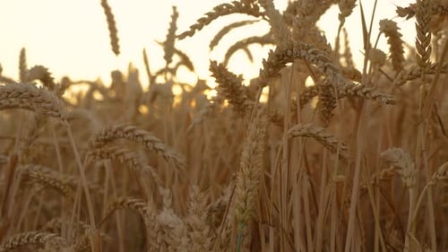 Golden Wheat Field with Ripe Crop Ears Waving Swaying in Wind at Sunset Yellow Spikelets Close Up