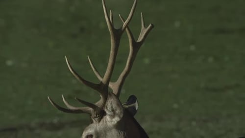 Majestic Deer Standing in a Green Field