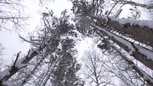 Snowy Tree Tops And Falling Snowflakes Captured From Below In Winter Forest