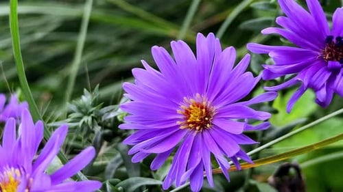 Purple wildflowers in full bloom with vibrant petals and green background, close-up view