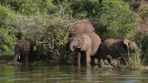 Elefantenfamilie, die Wasser vom Rand eines Flusses in Uganda, Afrika, trinkt.