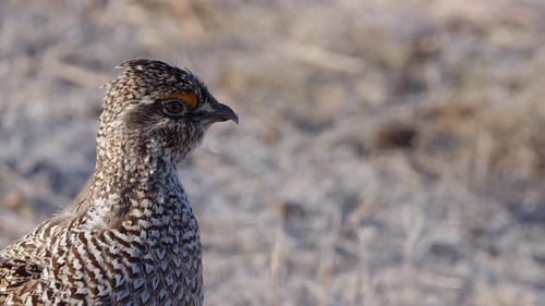 Golden side light on CU head of Sharptail grouse on frosty grassland