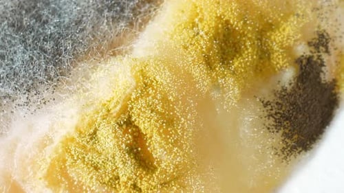 A close-up view of mold and fungus growing on bread.