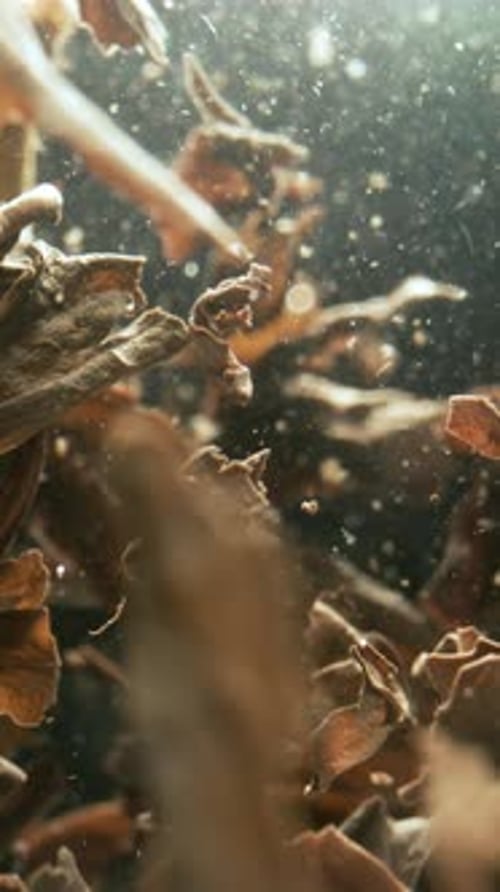 Brown Tea Leaves Slowly Swirling Under Water Close-Up