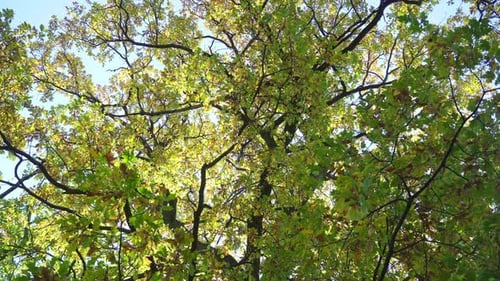 Sunlight Filtering Through Green Oak Tree Canopy