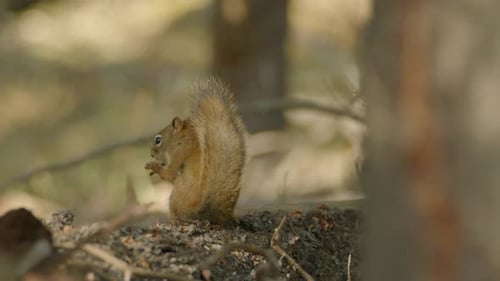 Cute Squirrel with Fluffy Tail in Forest Woodland Nibbling Nuts