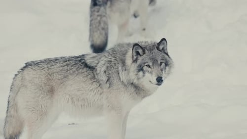 Pack Of Arctic Gray Wolves In Snowy Forest Landscape. Slow Motion
