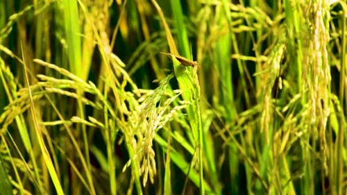 Common Evening Brown Butterfly Perch Over Rice Grains On Fields. Close Up Shot