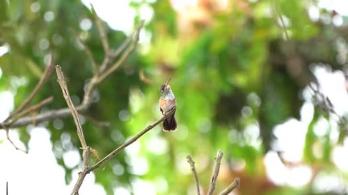 Humming bird stairs at you