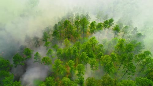 Wildfire Smoke Rising Over Dense Pine Forest in Georgia, USA. Aerial for climate change projects or