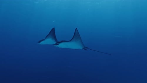 Two Eagle Rays ( Myliobatidae) Glide Underwater