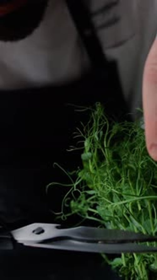 Chef Cutting Fresh Pea Shoots with Scissors