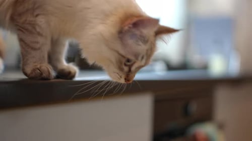 Foto de seguimiento de un gatito curioso y seguro de sí mismo caminando sobre una mesa saltando al suelo en cámara lenta