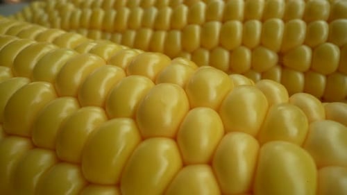 Fresh Corn 35