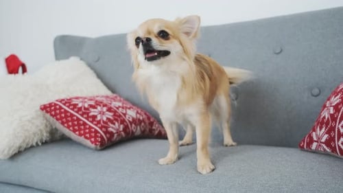 Happy Chihuahua Panting on Gray Sofa at Home