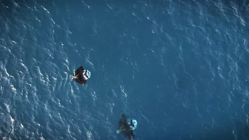 Manta Rays Swimming In Vibrant Blue Ocean