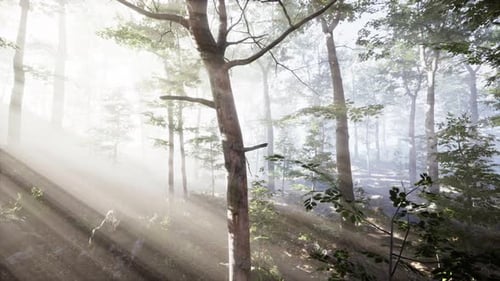 Rays of Sunlight Falling Into a Misty Forest