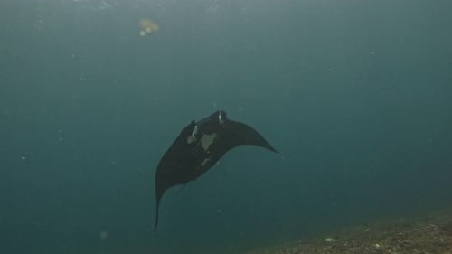 A black Manta ray swims above the camera in Komodo National Park