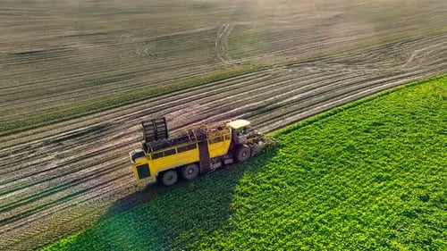 Top View of a Harvester Harvesting Sugar Beets at Sunset Farmers are Harvesting Equipment for