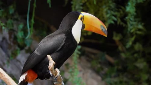 Exotic toco toucan bird in a natural setting and looking while sitting on a dry tree branch
