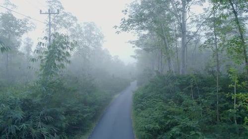 Foggy forest road aerial view with morning mist