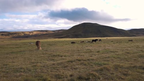 Herd of icelandic horses grazing in a grass plain below a hill, cloudy.