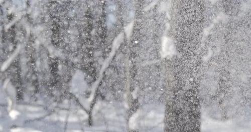 Snow Falling in a Beautiful Winter Forest