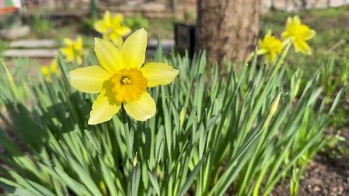 Narzissenblüte auf grünem Hintergrund Nahaufnahme