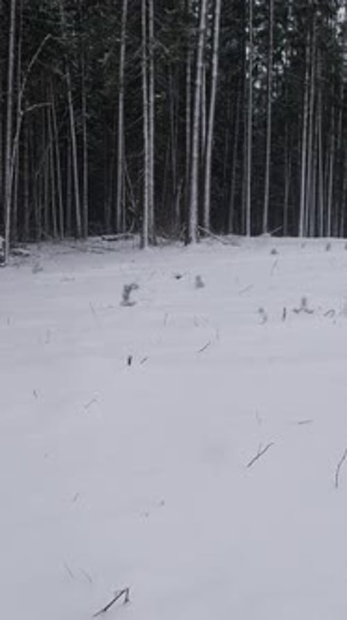Snowcovered Field With Scattered Trees Open Winter Terrain Dotted With Young Plants And Remnants