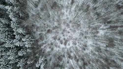 Snow covered natural forest in cold winter day, young and old trees, top down