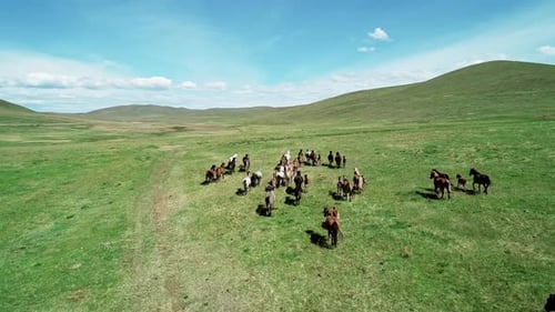 Aerial View of a Herd of Horses Slowly Galloping on the Endless Green Meadow Drone Follows the