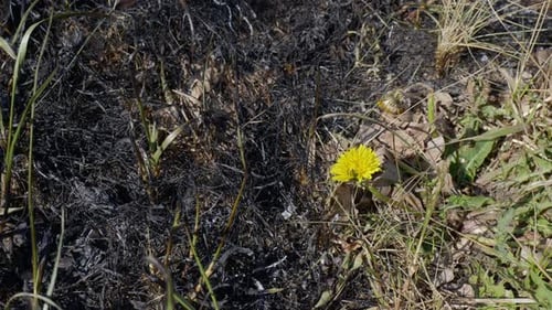 Bright Yellow Flower Growing Among Burned Ground