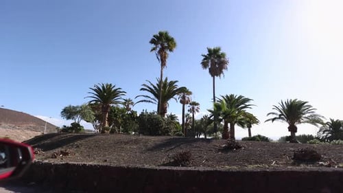 Palm Trees with Coconuts in Costa Adeje Tenerife Canary Islands Spain Vacation Resort Summer Holiday