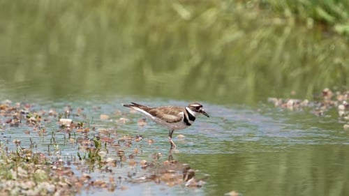 Un épaulard patauge dans l'eau à la recherche de nourriture