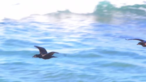 Pair of Neotropic Cormorants flying over the sea as they come to the sandy beach at peninsula valdes